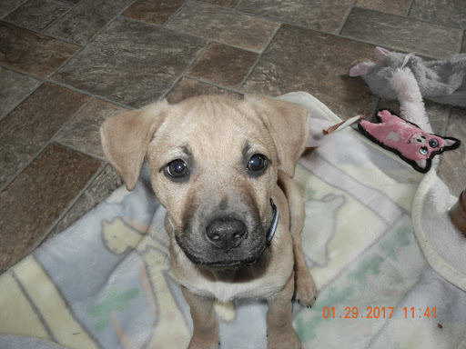 Adirondack Veterinary Service