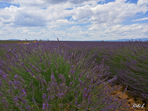 Photo n°14 de Fleur Bleue à Valensole ()
