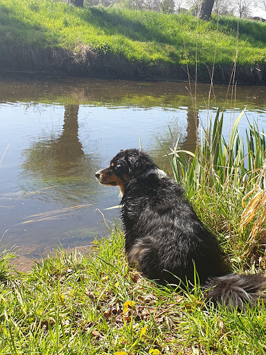 Dr.med.vet. Klaus von Gierke veterinarian unter Grefrath, 
