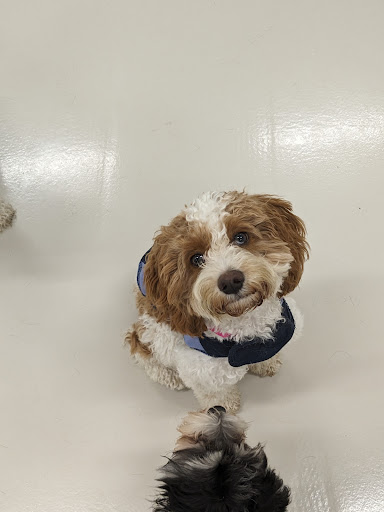 Wags & Wiggles image