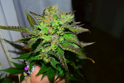 Homeopathic Pharmacy «Kind Pain Management Inc.», reviews and photos, 2636 Youngfield St, Lakewood, CO 80215, USA