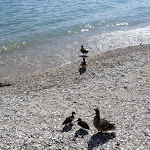 Photo n°5 de l'avis de ROBERTA.E fait le 09/06/2018 à 15:09 sur le  Lido delle Bionde à Sirmione