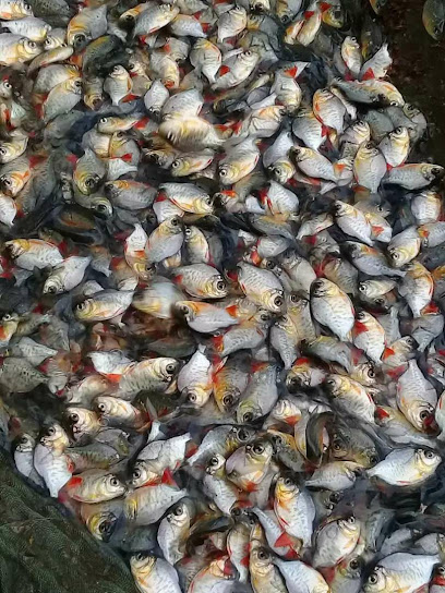 CITRA JAYA 'Menjual Aneka Bibit Ikan Air Tawar'