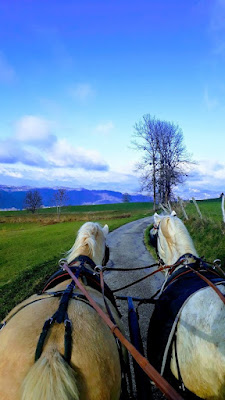 Les chevaux d'Az à Merlas