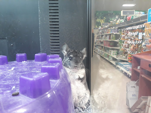 Pet Supply Store «PetSmart», reviews and photos, 1846 Wentzville Pkwy, Wentzville, MO 63385, USA