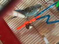 Laredo Exotic Birds - Photo 2 - Car repair in Laredo, TX, Laredo