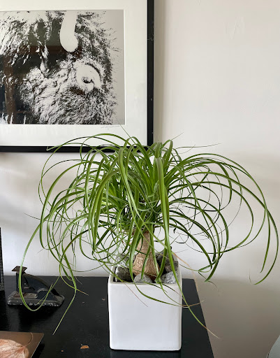 Florist «Epicure Florist», reviews and photos, 1656 Alton Rd b, Miami Beach, FL 33139, USA