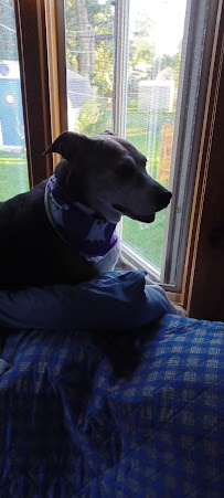 Petco - Photo 9 - Car repair in Greece, NY, Rochester