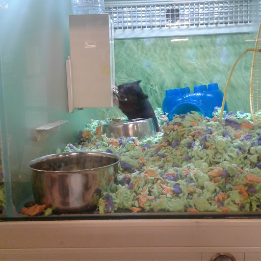 Pet Supply Store «PetSmart», reviews and photos, 850 W Hamilton Ave, Campbell, CA 95008, USA