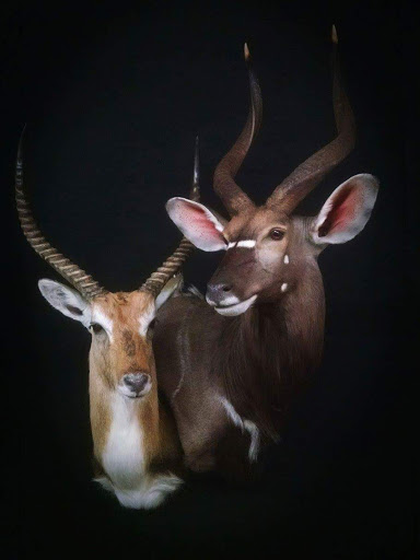 Taxidermist «HighPoint Taxidermy And Outfutters», reviews and photos, 14860 OH-13, Thornville, OH 43076, USA