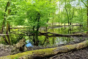 Wandelroute Leuvenumse bossen bij Ermelo image