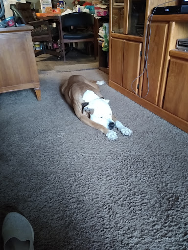 Pet Supply Store «PetSmart», reviews and photos, 13923 Cedar Rd, South Euclid, OH 44118, USA