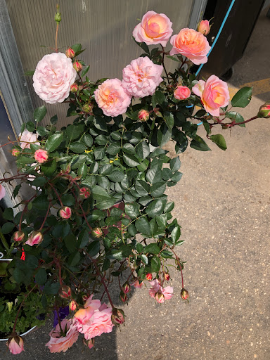 Hardware Store «Hardware Hank», reviews and photos, 1017 Central Ave NW, East Grand Forks, MN 56721, USA