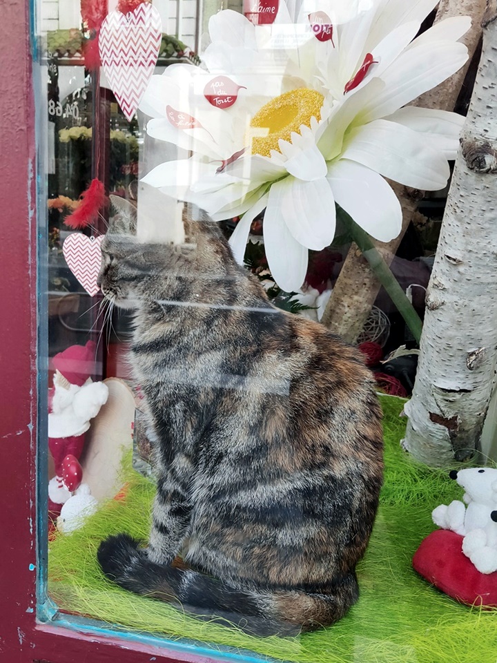 Photo n° 6 de l'avis de caTvalry.o fait le 03/02/2020 à 16:23