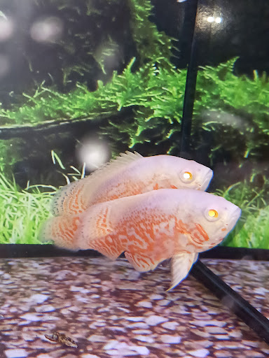 Pet Supply Store «Petco Animal Supplies», reviews and photos, 20825 I-30, Benton, AR 72015, USA