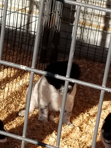 Animal Feed Store «Remnant Farms Feed & Supply», reviews and photos, 1501 Guild Rd, Woodland, WA 98674, USA