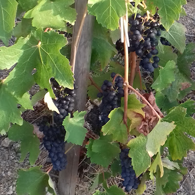 Domaine Blachon à Mauves