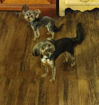 Home Away From Home Pet Spa - Photo 8 - Car repair in , Leesburg