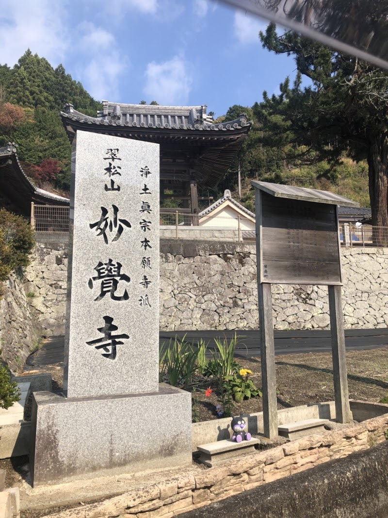 香川の保存木「妙覚寺のコウヤマキ」