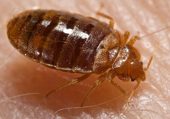 Anti Punaise De Lit Paris - Exterminateur Punaise Certifié
