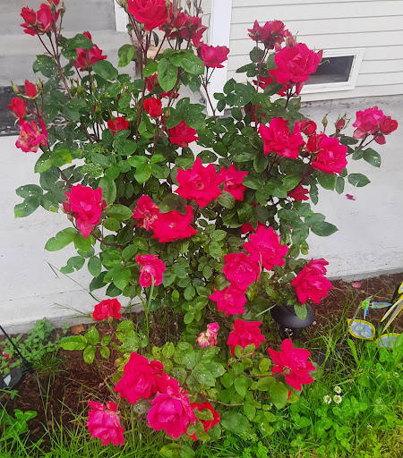 Park «Blueberry Childrens Park», reviews and photos, 18399 Blueberry Ln, Monroe, WA 98272, USA