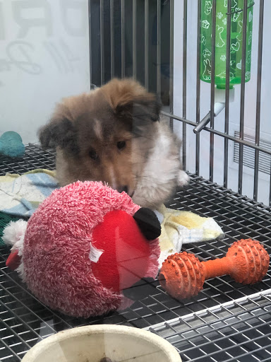 Pet Store «Family Pet Center», reviews and photos, 1401 Greenbrier Pkwy, Chesapeake, VA 23320, USA