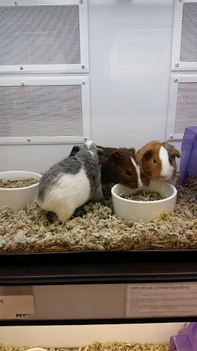 Pet Supply Store «Petco Animal Supplies», reviews and photos, 1111 US-46, Parsippany, NJ 07054, USA