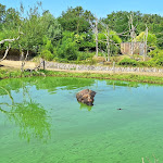 Photo n° 6 de l'avis de Nicolas. fait le 21/07/2023 à 15:41 pour Zoo de La Flèche à La Flèche