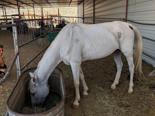 Horses Unlimited Rescue and Education Center Inc.