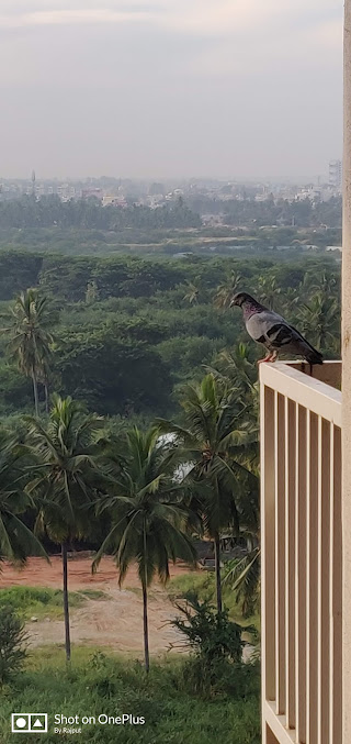 Google Maps image 25