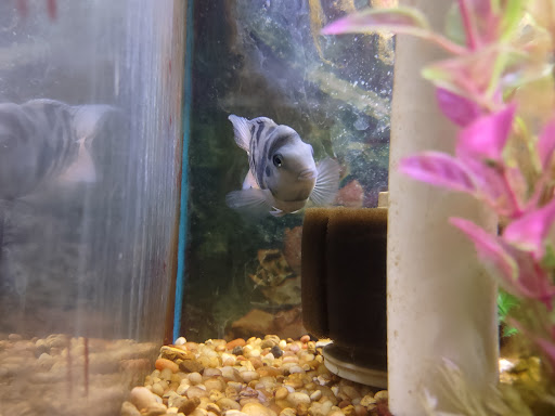 Pet Store «Fins Feathers Paws & Claws», reviews and photos, 436 Main St, Harleysville, PA 19438, USA