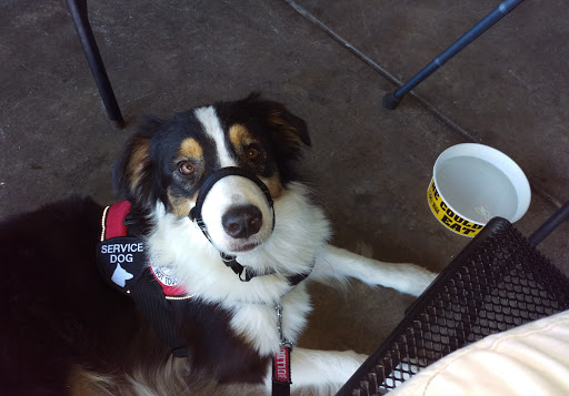 Pet Supply Store «Pet Supplies Plus», reviews and photos, 211 Golden Isles Plaza, Brunswick, GA 31520, USA