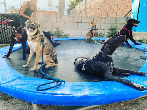 Adiestradores caninos y entrenadores de mascotas en San Vicente del Raspeig de 2024