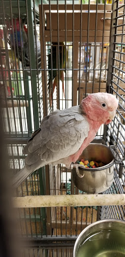 Pet Store «Petland Las Vegas», reviews and photos, 8800 W Charleston Blvd #3, Las Vegas, NV 89145, USA