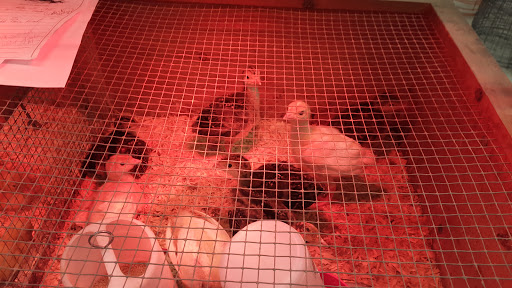 Pet Groomer «Grove City Agway & Pets», reviews and photos, 111 Breckenridge St, Grove City, PA 16127, USA