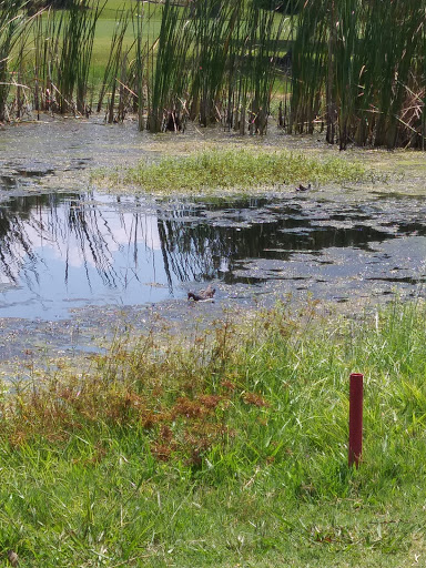 Golf Course «Riviera Country Club», reviews and photos, 500 Calle Grande St, Ormond Beach, FL 32174, USA