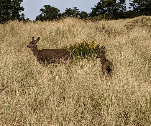Golf Resort «Bandon Dunes Golf Resort», reviews and photos, 57744 Round Lake Drive, Bandon, OR 97411, USA