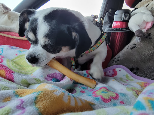 Pet Supply Store «Concord Pet Foods & Supplies», reviews and photos, 19287 Miller Rd, Rehoboth Beach, DE 19971, USA