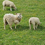 Photo n°2 de l'avis de Hei.c fait le 30/07/2023 à 14:13 sur le  Zum Strandkorb Café und Restaurant à Nordstrand