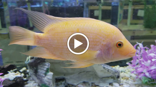 Discount Store «Fallas Discount Stores», reviews and photos, 8354 Pines Blvd, Pembroke Pines, FL 33024, USA