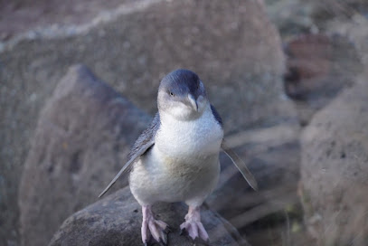 Timaru - Little blue penguins