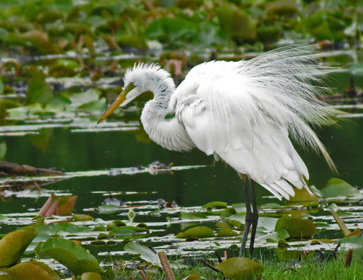 Nature Preserve «Maplewood Nature Center», reviews and photos, 2659 E 7th St, St Paul, MN 55119, USA