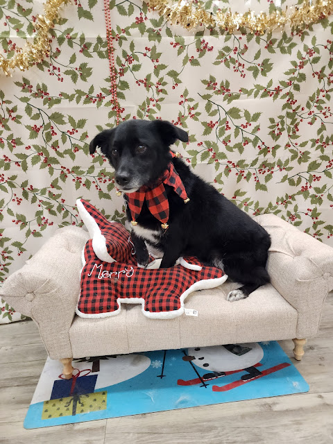 Wet Spot Grooming & Pet Care Centre