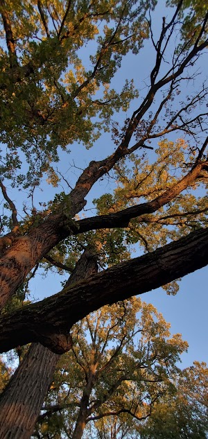 Salt Creek Park Forest Preserve - photo 36