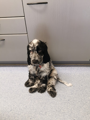 Veterinarian Susan Wolter unter Ganderkesee, 