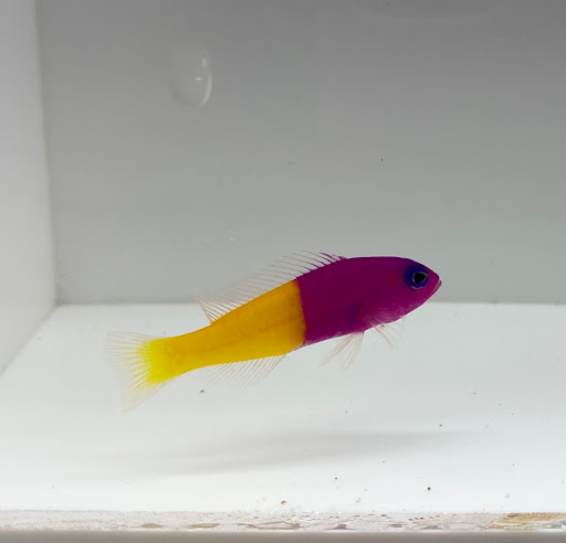 Tropical Fish Store «New York Reef Aquatic», reviews and photos, 45-62 162nd St, Flushing, NY 11358, USA