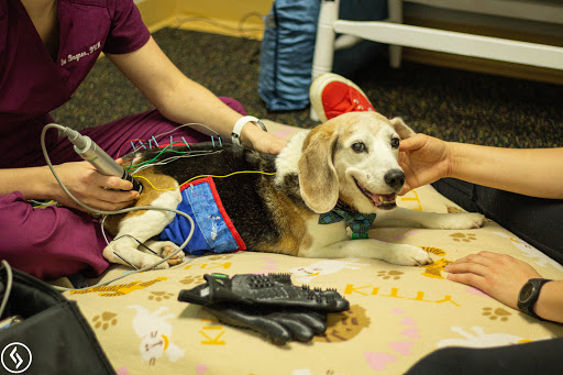 Aiken Pet Fitness and Rehabilitation image