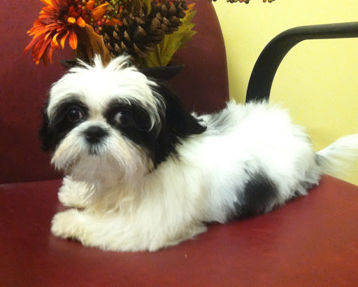 Pet Supply Store «Lil Rascals», reviews and photos, 10035 Gulf Center Dr #105, Fort Myers, FL 33913, USA