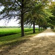 Shirley Plantation