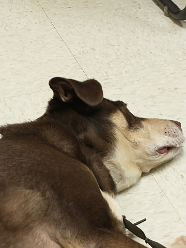 Wright-Patterson AFB Veterinarian Services image